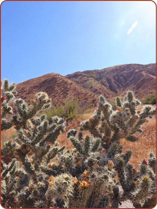 a photo of some desert mountains, a cactus and a clear blue sky
